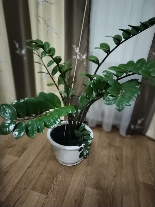 Продам зомиакулькас долларовый цветок