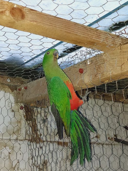 Papagali rege tineret