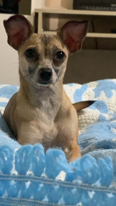 Пясъчни Мини Пинчери