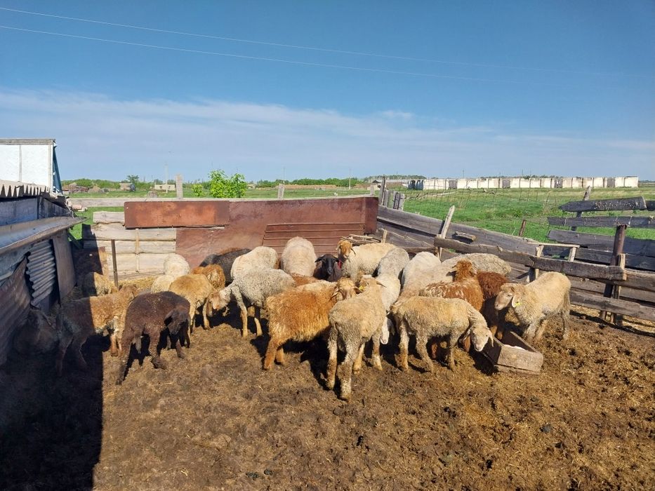 Продам овец р-он Магжана Жумабаева с.Рощино