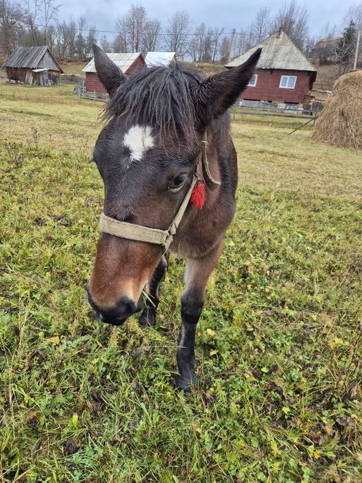 Vând doi mânji de 5-6 luni