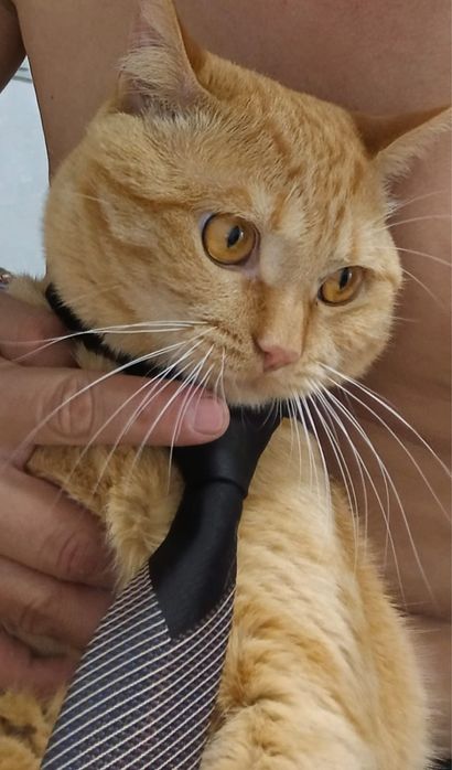 Отдам кота в хорошие руки