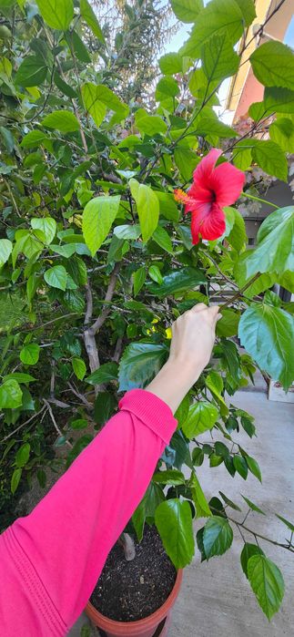 Китайска червена роза