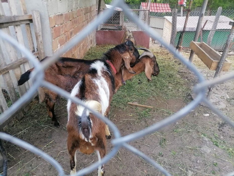 Țap  anglonubian