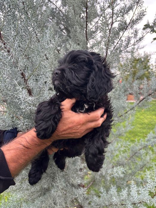 Кавапу & Cavapoo