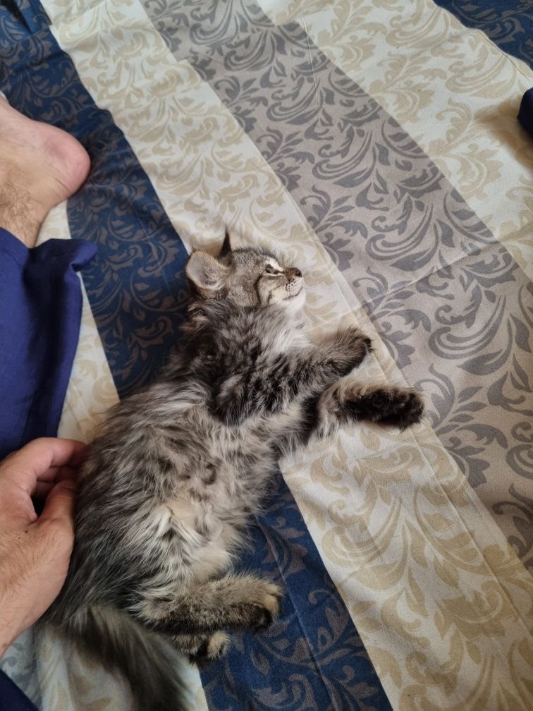 Котёнки кошки котята
