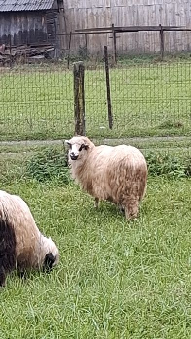 Vând 5 oi, 2 berbeci si 2 cârlani