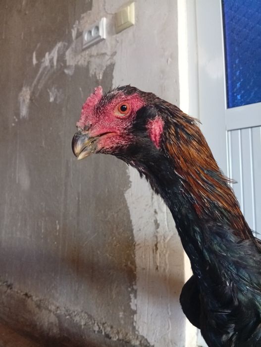 Бразильский соколи майиски болага сотилади