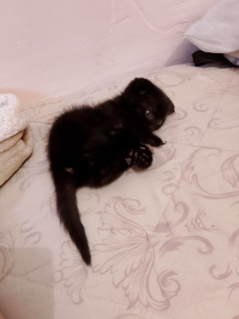 Котята вислоухая девочка и с прямыми ушками мальчик
