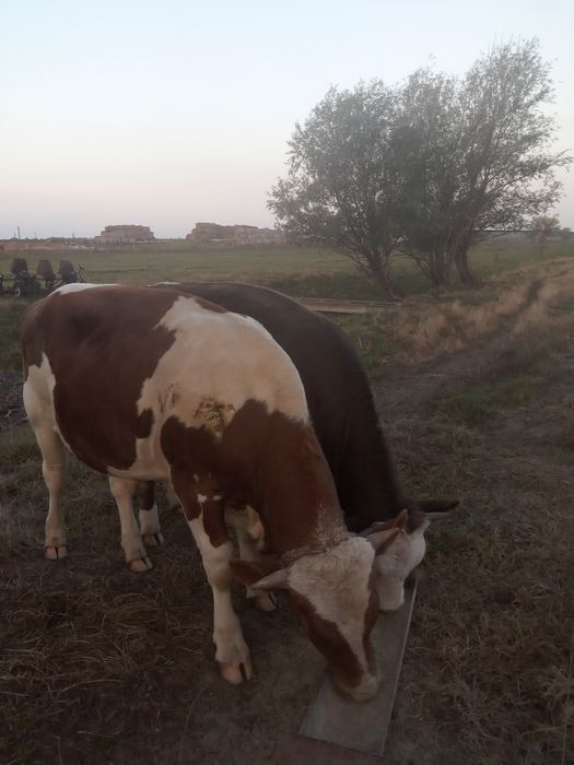 Vand doi vitei tineri si foarte frumosi