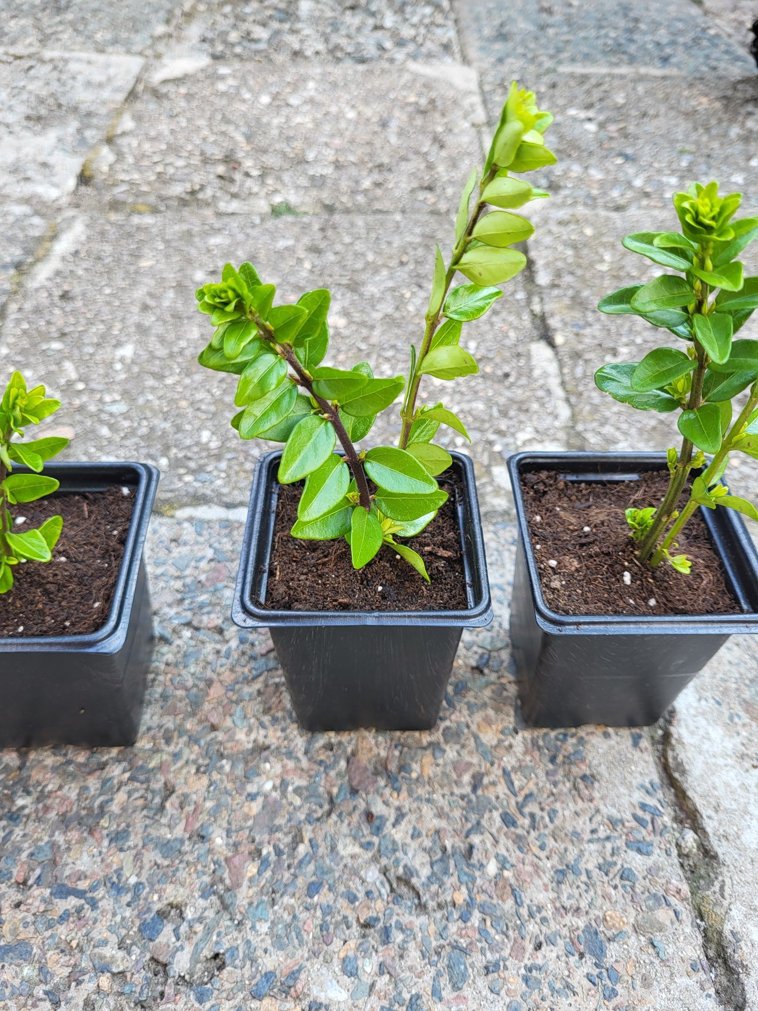 Храст Lonicera nitida