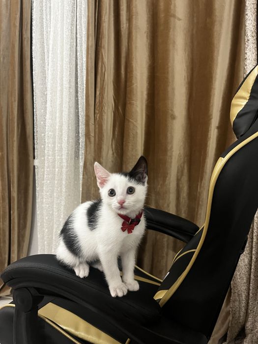 Котенок изет любящую семью