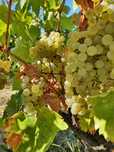 Vând struguri de vin Feteasca și Resling