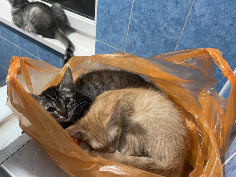 Раздаю котят и кошку