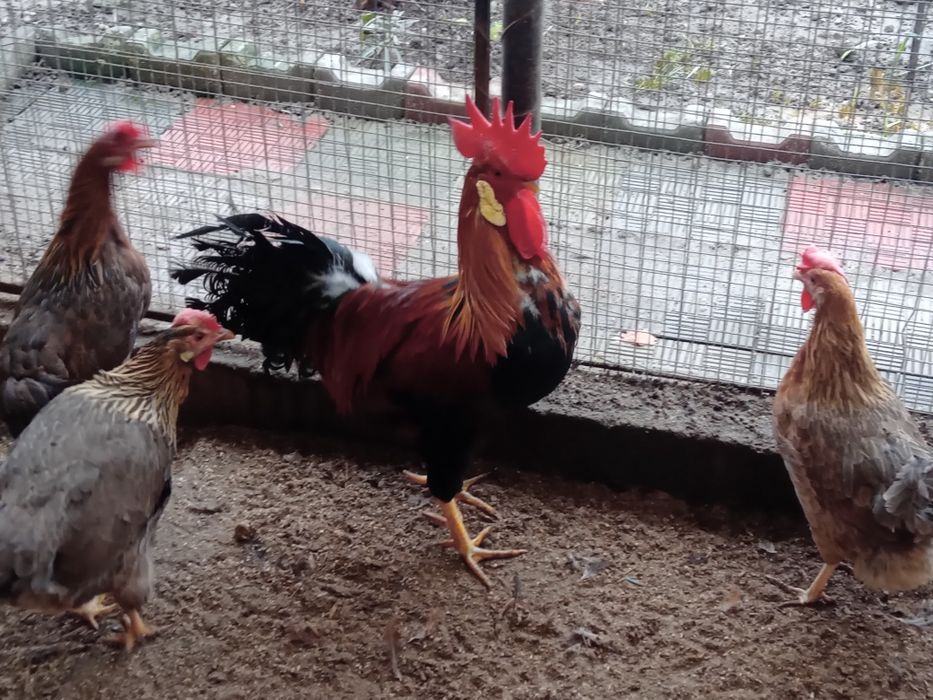 De vînzare cocoși de găini italiadultene