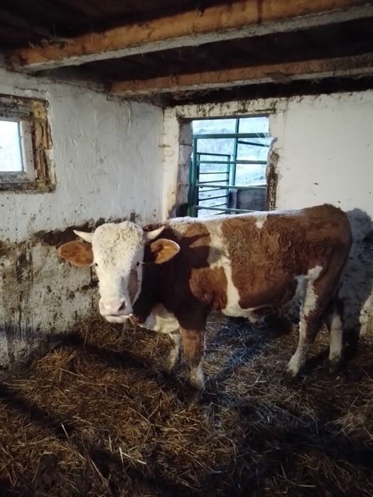 vând tauri de tăiere sau de ținut