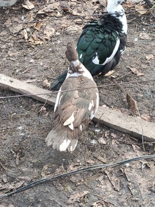 Rate leșești /ratoi