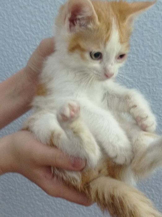 Отдам котят в хорошие руки