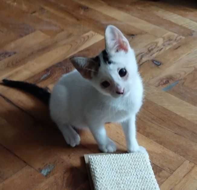 Подарявам коте, Варна