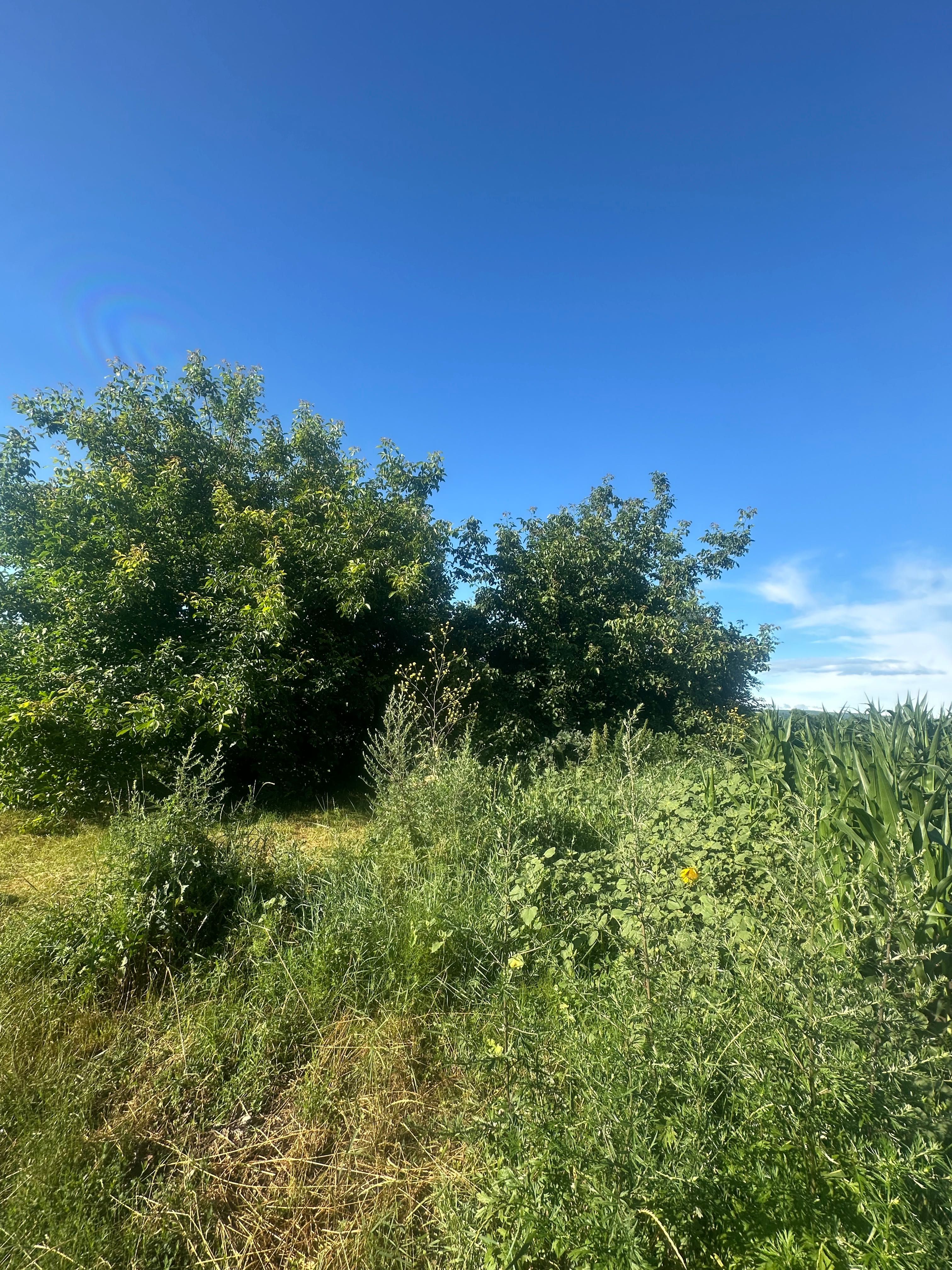 Vand livada de 450 de nuci pe rod anul 9 de la plantare
