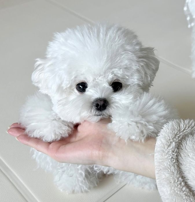 Bichon  maltez  fetiță  1000 lei