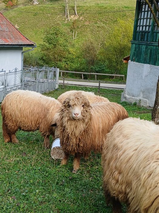 Vând 2 berbeci și o miala