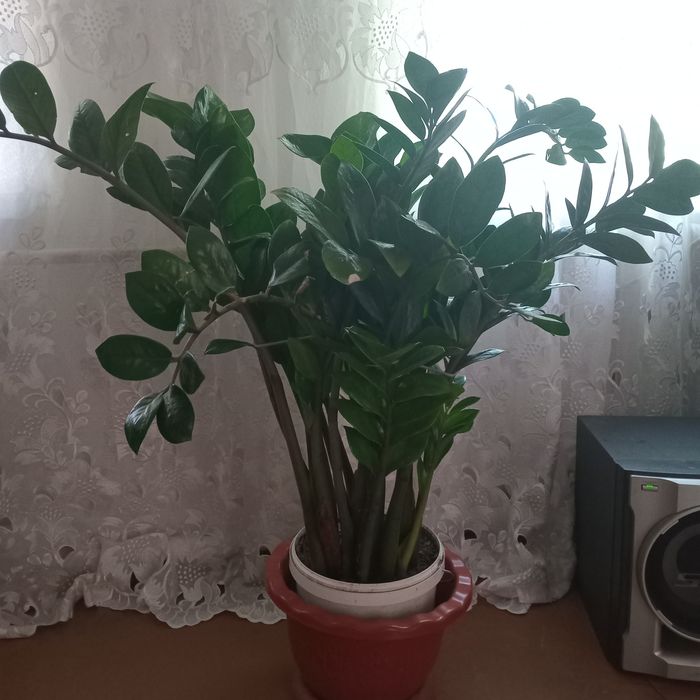 Домашнии цветок для офисов