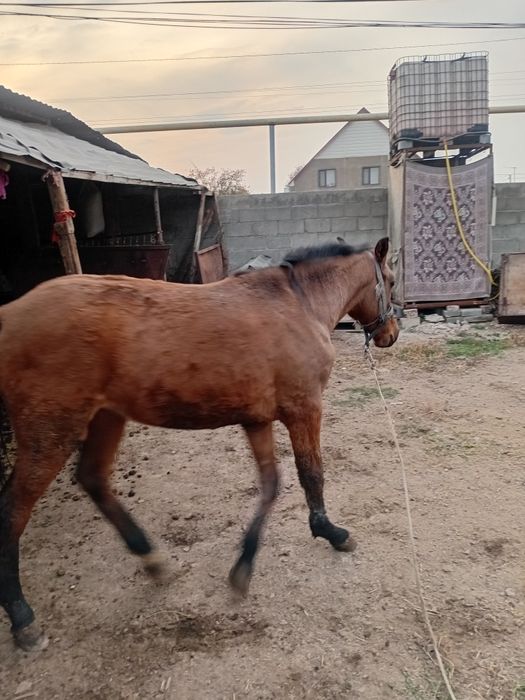Байтал 1 жасар жол жоргасы бар