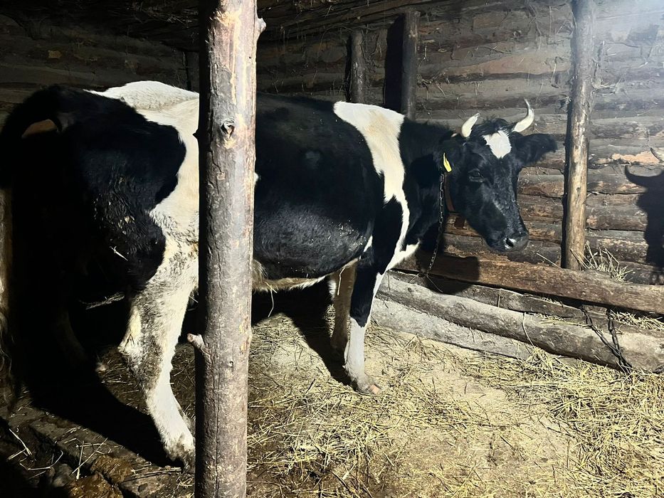 Продам корову , молочная на развод