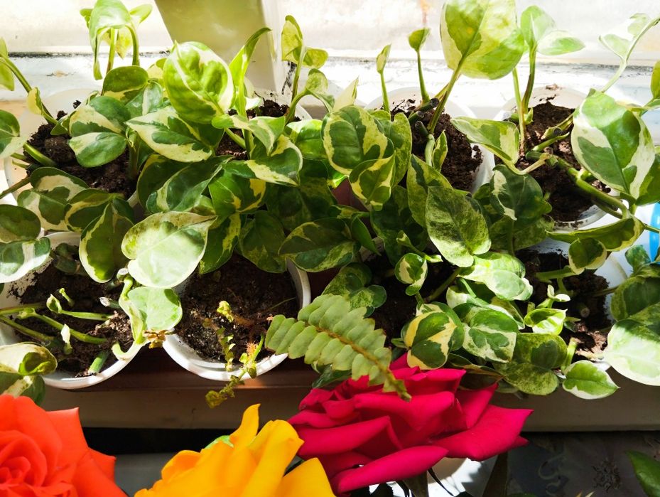 Сциндапсус энджой