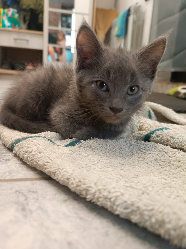 котята бесплатно