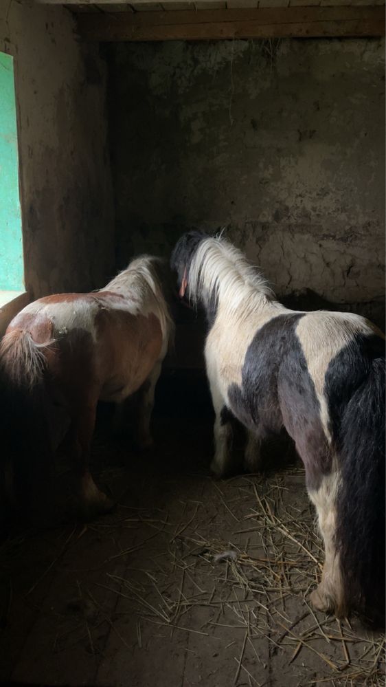 vand pereche ponei+sareta si hamuri