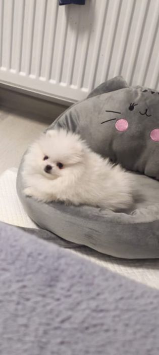 Pomeranian talie mică