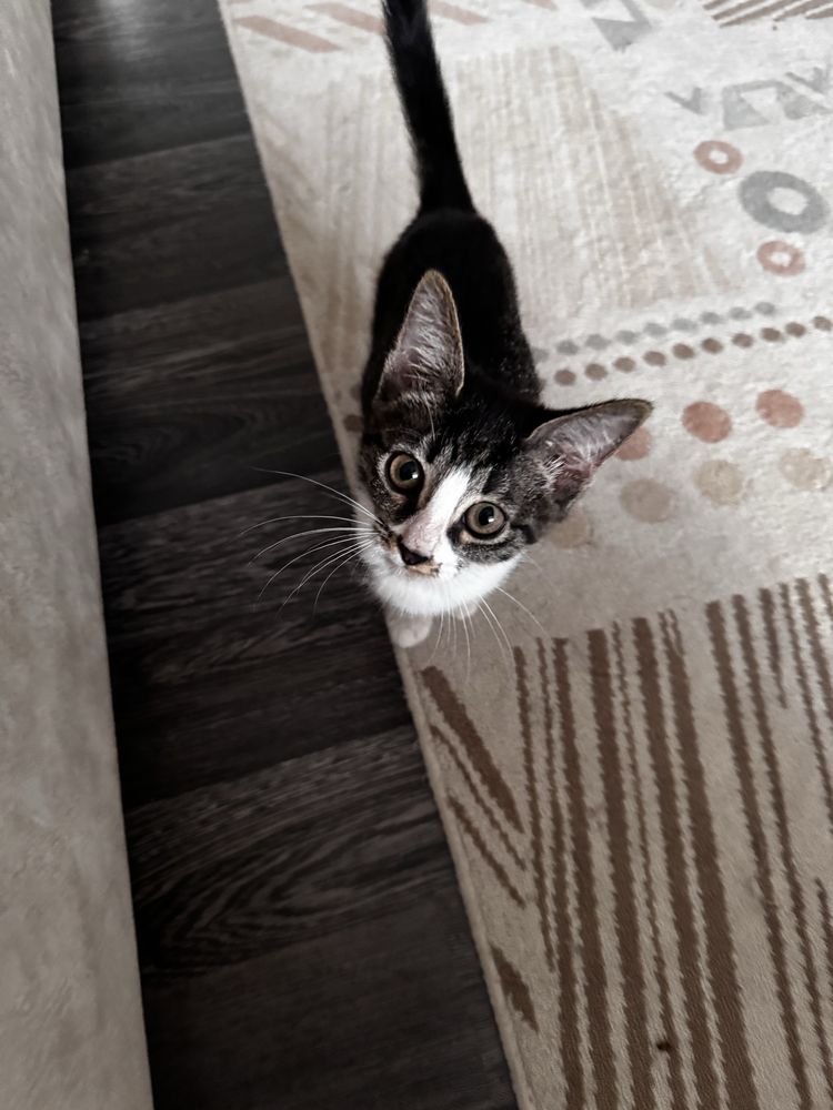 Отдам котят бесплатно