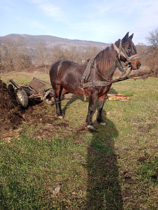 De vânzare cal de 8 ani