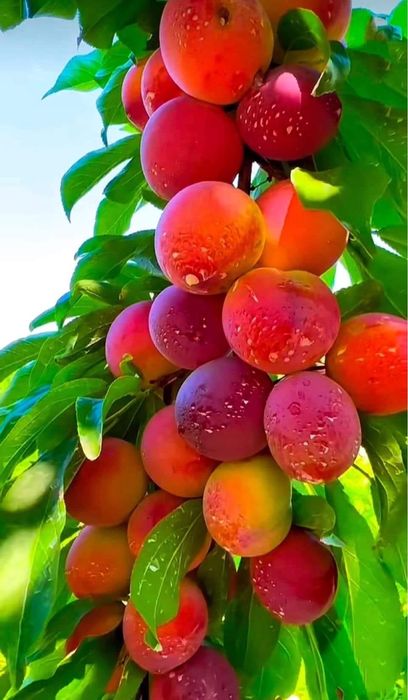 Pomi Fructiferi Columnari și Pitici