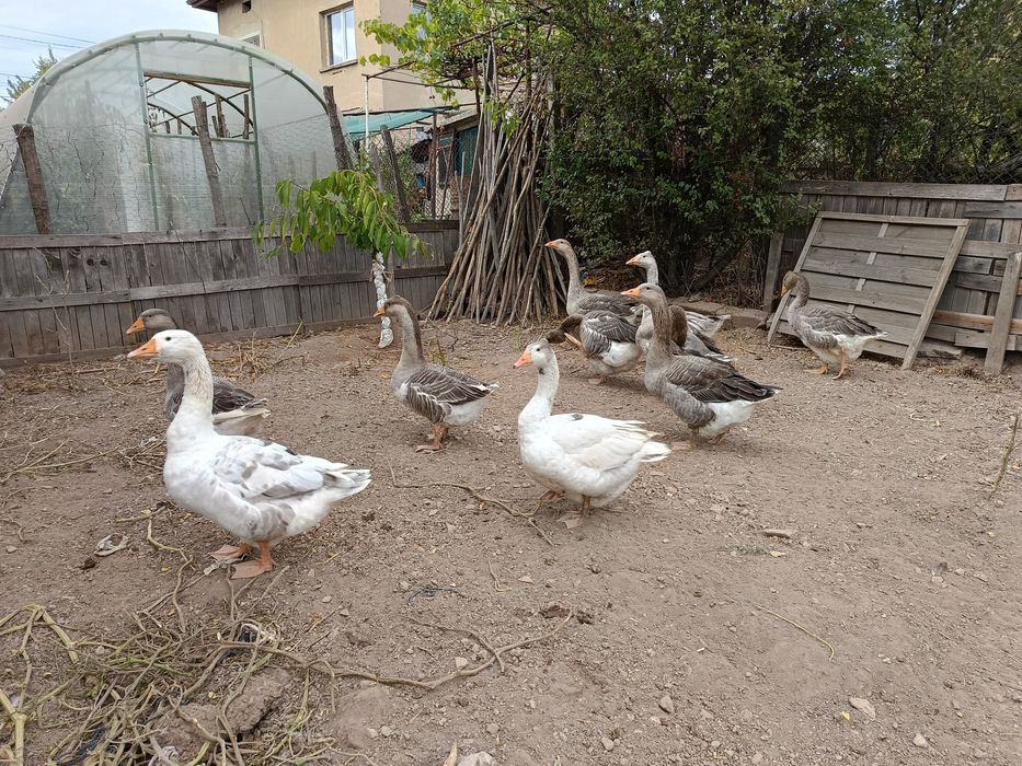 Продавам млади Гъски .