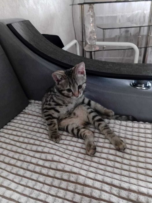 Отдам котенка в добрые руки