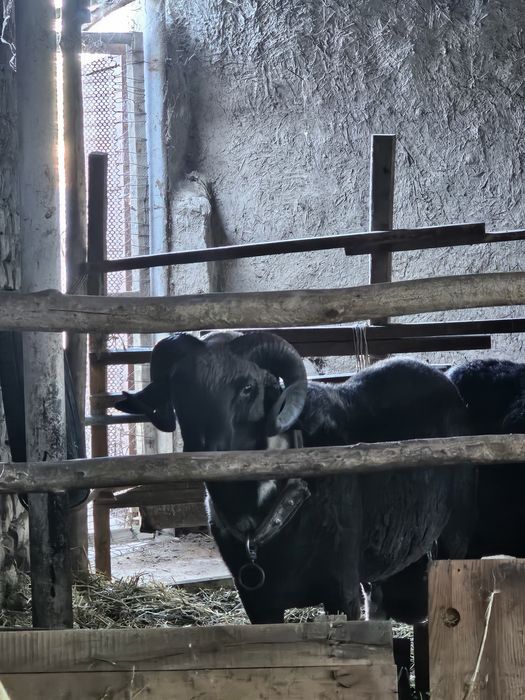 Merenos urushadigan qoʻchqor sotiladi