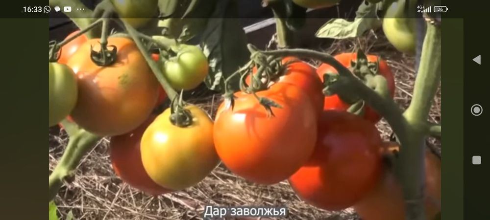 Помидоры домашние Мичурино