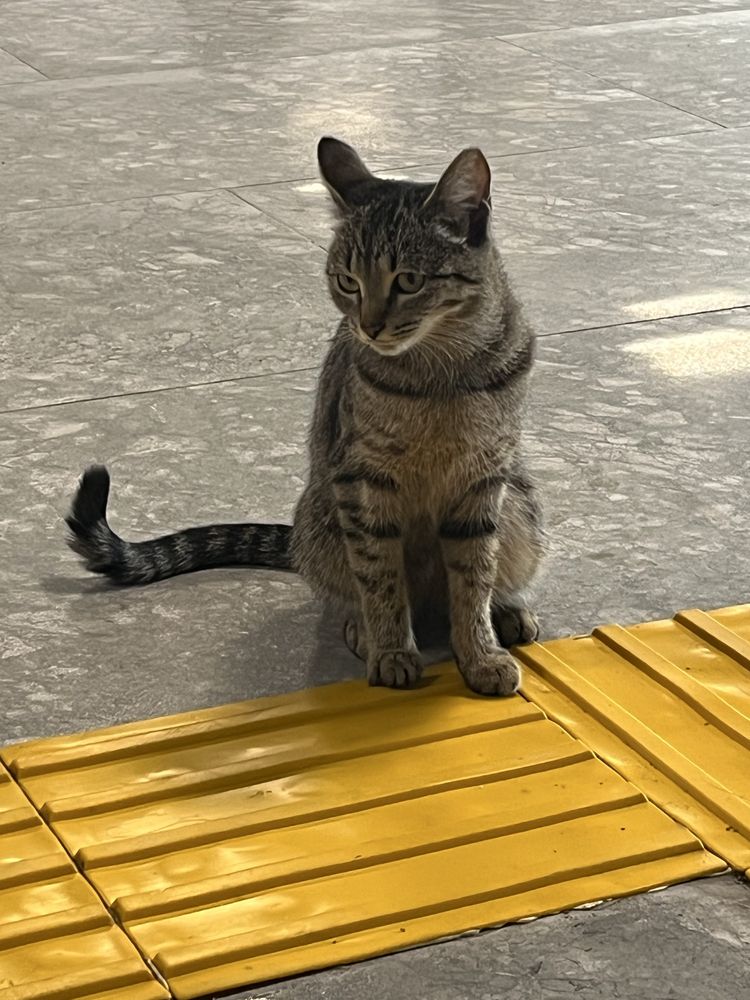 Молодая кошка ищет дом