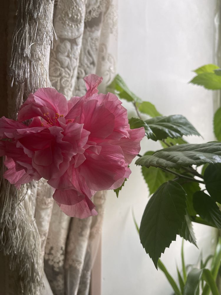 Роза китайская (Гибискус)