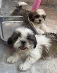 Shih Tzu toys B/F