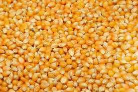 vand porumb si grau,800kg.URGENT!