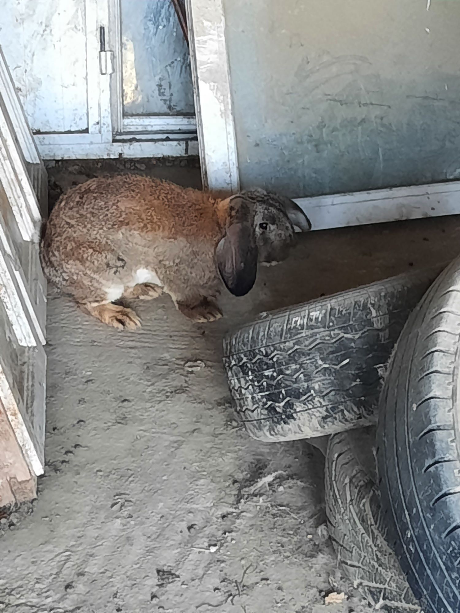 Iepuri rasa mixta