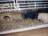 Cușca hamsteri spațioasă+ 2 hamsteri
