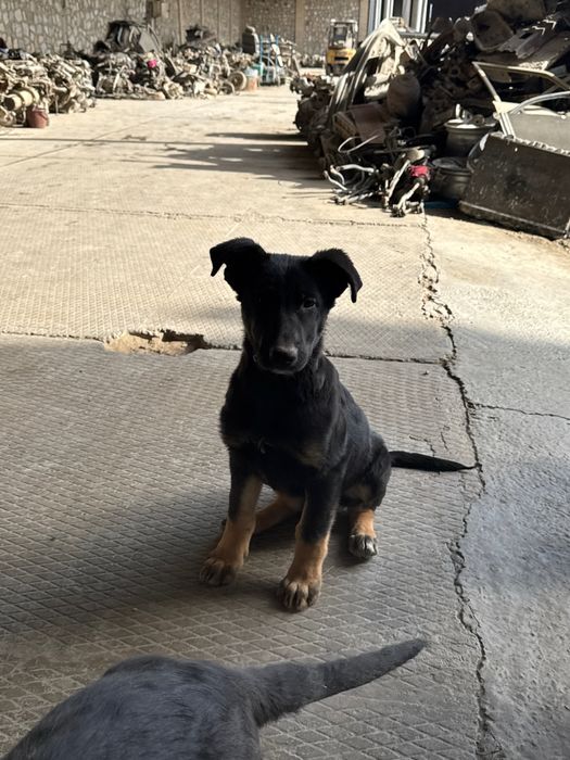 toza qonli nemiz afcharkasi sotiladi 3 oylik sogʻlom