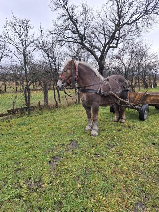 Vand iapă de 10 ani gestantă acte polonia