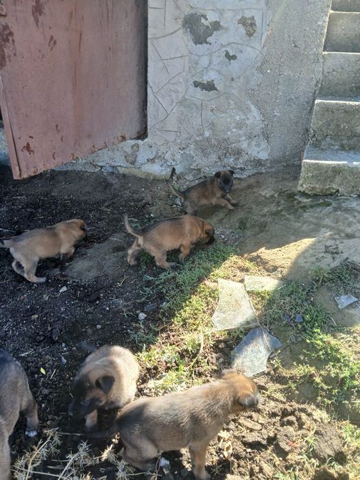 Белгийски овчарки