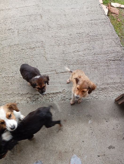 Малки кученца 4 броя